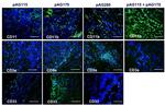 CD11b Antibody in Immunohistochemistry (IHC)