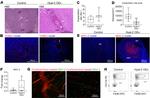 CD11b Antibody in Flow Cytometry (Flow)