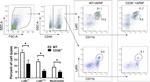 CD11b Antibody in Flow Cytometry (Flow)