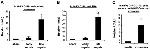 CD11b Antibody in Flow Cytometry (Flow)