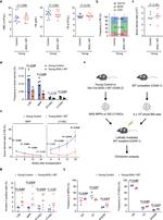 CD11b Antibody in Flow Cytometry (Flow)