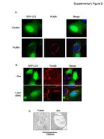 OxPhos Complex IV subunit IV Antibody in Western Blot (WB)