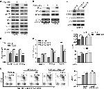 CD33 Antibody in Flow Cytometry (Flow)