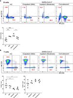 CD19 Antibody in Flow Cytometry (Flow)