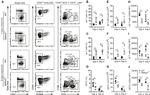 CD19 Antibody in Flow Cytometry (Flow)