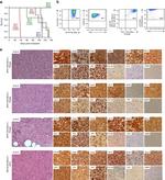 CD38 Antibody in Flow Cytometry (Flow)