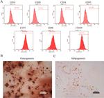 CD105 (Endoglin) Antibody in Flow Cytometry (Flow)