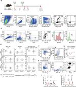 IgM Antibody in Flow Cytometry (Flow)