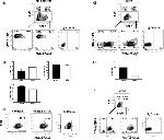 CD49f (Integrin alpha 6) Antibody in Flow Cytometry (Flow)