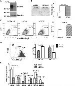 CD24 Antibody in Flow Cytometry (Flow)