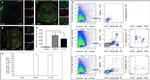 CD28 Antibody in Flow Cytometry (Flow)