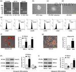 CD29 (Integrin beta 1) Antibody in Flow Cytometry (Flow)