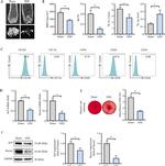 CD29 (Integrin beta 1) Antibody in Flow Cytometry (Flow)