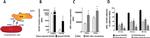 CD29 (Integrin beta 1) Antibody in Flow Cytometry (Flow)