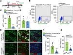 CD31 (PECAM-1) Antibody in Flow Cytometry (Flow)