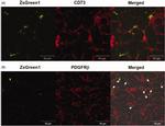 CD31 (PECAM-1) Antibody in Immunocytochemistry (ICC/IF)