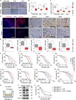 PDGFRB Antibody in Immunocytochemistry (ICC/IF)