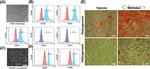 CD34 Antibody in Flow Cytometry (Flow)