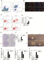 CD45 Antibody in Flow Cytometry (Flow)