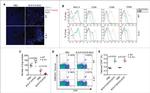 CD86 (B7-2) Antibody in Flow Cytometry (Flow)