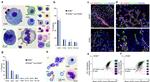 CD144 (VE-cadherin) Antibody in Flow Cytometry (Flow)