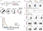 CD49d (Integrin alpha 4) Antibody in Flow Cytometry (Flow)