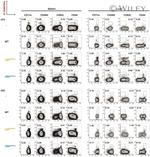 CD44 Antibody in Flow Cytometry (Flow)