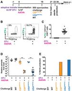 IFN gamma Antibody in Flow Cytometry (Flow)