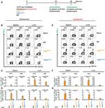 IFN gamma Antibody in Flow Cytometry (Flow)