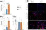 CD133 (Prominin-1) Antibody in Flow Cytometry (Flow)