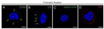 CD44 Antibody in Immunocytochemistry (ICC/IF)