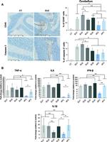 CD45 Antibody in Immunohistochemistry (IHC)