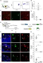 CD45 Antibody in Flow Cytometry (Flow)