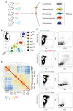 CD45 Antibody in Flow Cytometry (Flow)