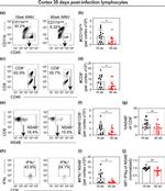 CD45 Antibody in Flow Cytometry (Flow)