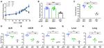 CD45.2 Antibody in Flow Cytometry (Flow)