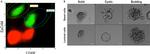 CD49f (Integrin alpha 6) Antibody in Immunocytochemistry (ICC/IF)