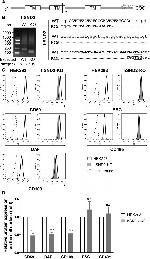 CD49e (Integrin alpha 5) Antibody in Flow Cytometry (Flow)