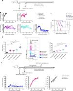 IFN gamma Antibody in Flow Cytometry (Flow)