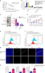 IFN gamma Antibody in Flow Cytometry (Flow)