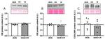 CD66a (CEACAM1) Antibody in Western Blot (WB)