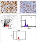 CD68 Antibody in Flow Cytometry (Flow)