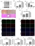 CD68 Antibody in Immunohistochemistry (Paraffin) (IHC (P))