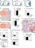 CD73 Antibody in Flow Cytometry (Flow)