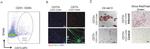 CD73 Antibody in Flow Cytometry (Flow)