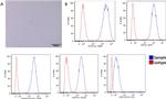 CD105 (Endoglin) Antibody in Flow Cytometry (Flow)