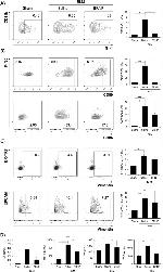 CD86 (B7-2) Antibody in Flow Cytometry (Flow)