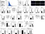 CD86 (B7-2) Antibody in Flow Cytometry (Flow)