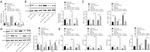 CD86 (B7-2) Antibody in Flow Cytometry (Flow)