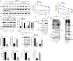 CD86 (B7-2) Antibody in Flow Cytometry (Flow)